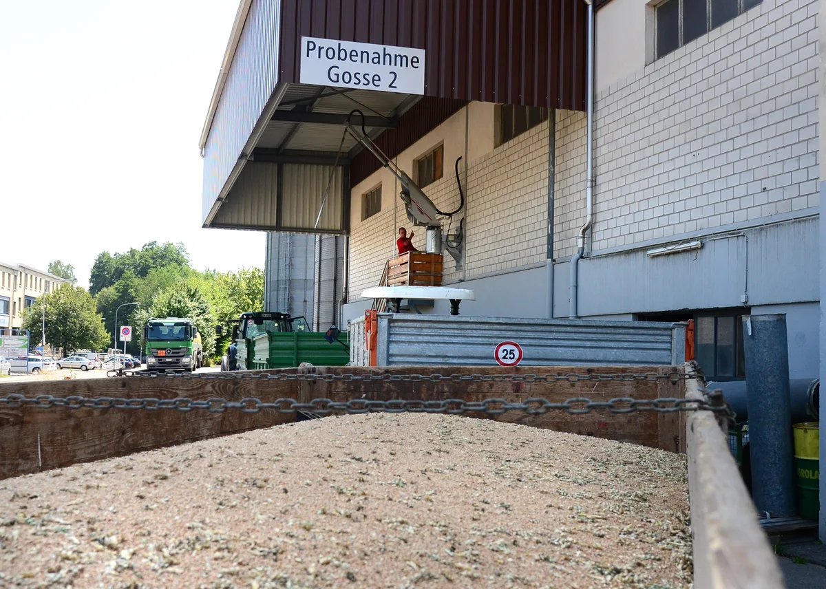 Getreide liegt in einem Wagen vor einer Probeannahmestelle.